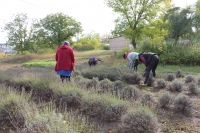 Комунальники КП &laquo;Мала Виска МКП&raquo; продовжують роботи з осіннього благоустрою